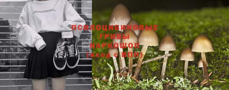 купить наркоту  Ленинск  Галлюциногенные грибы MAGIC MUSHROOMS 